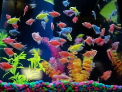 Ikan Glowfish: Harga, Perawatan, dan Pesona Neon di Akuarium Anda