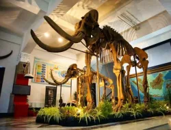 Museum Geologi Bandung: Menyusuri Jejak Bumi Nusantara, Koleksi Fosil, dan Transformasi 2026