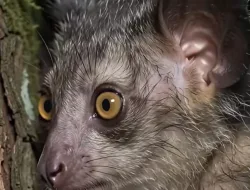 Aye-Aye, Primata Aneh Endemik Madagaskar yang Kini Terancam Punah