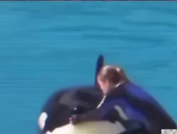 Tragedi SeaWorld Orlando 24 Februari 2010: Ketika Tilikum Merenggut Nyawa Sang Pelatih di Depan Pengunjung