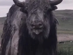 Bison Nepal: Gaur dan Arna di Ambang Kepunahan, Kabar Baik dari Chitwan