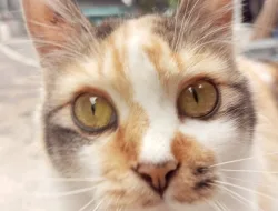 Calico dan Kromosom X: Mengapa Kucing Belang Tiga Hampir Pasti Betina?