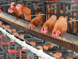 Kenapa Ayam Petelur Bisa Bertelur Setiap Hari Tanpa Ayam Jantan? Ini Penjelasannya