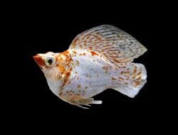 Ikan Molly: Si Cantik Penghias Akuarium yang Mudah Dirawat dan Cepat Berkembang Biak